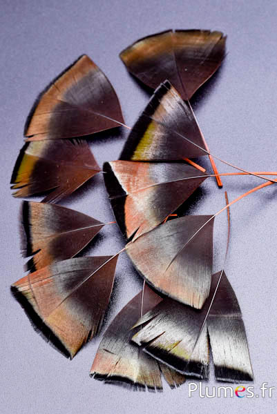 Pétales en plumes - 6-8 x 3-4 cm - or aztèque-anthracite métallisé